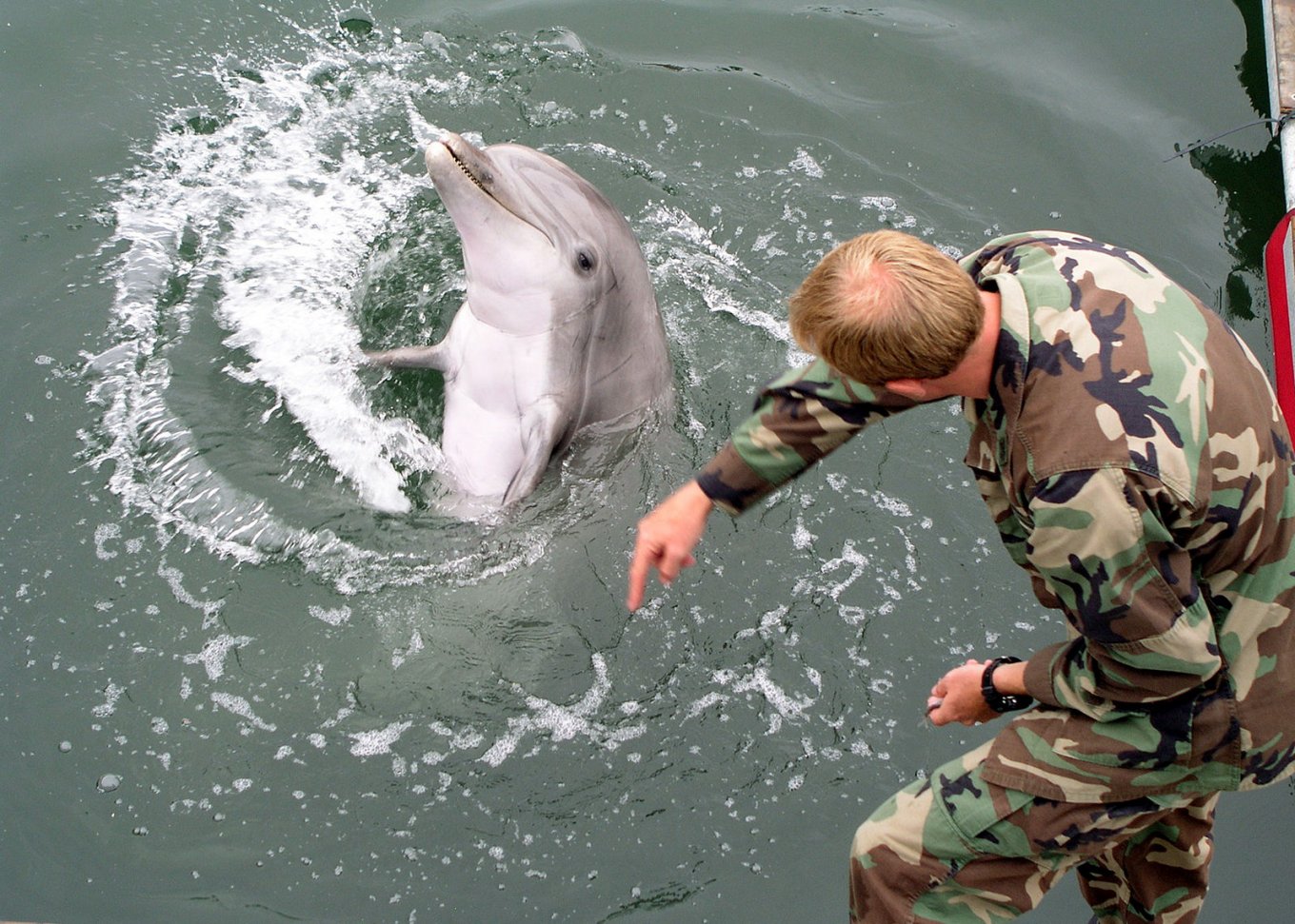 бойові дельфіни РФ