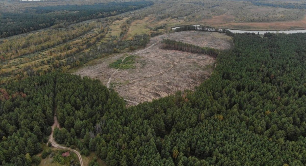 Рашисти планують масово вирубувати ліси на зайнятих територіях (документ)