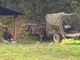 У випадку вторгнення США кубинці будуть збивати літаки на волах з кулеметами, або наскільки там все погано з ППО та авіацією