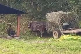 У випадку вторгнення США кубинці будуть збивати літаки на волах з кулеметами, або наскільки там все погано з ППО та авіацією