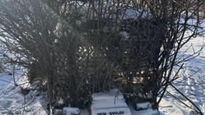 НРК-"кущ", і це може бути ефективно - як рашисти захищають свій "Курьер" від FPV-дронів