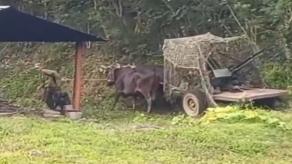 У випадку вторгнення США кубинці будуть збивати літаки на волах з кулеметами, або наскільки там все погано з ППО та авіацією