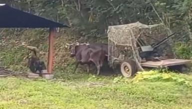 У випадку вторгнення США кубинці будуть збивати літаки на волах з кулеметами, або наскільки там все погано з ППО та авіацією