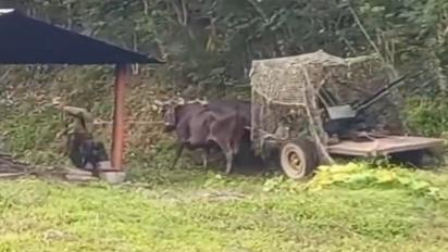 У випадку вторгнення США кубинці будуть збивати літаки на волах з кулеметами, або наскільки там все погано з ППО та авіацією